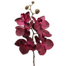 kategória Orchidey