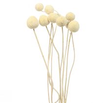 položky Sušené kvety Craspedia sušené, paličky bielené 60cm 10ks