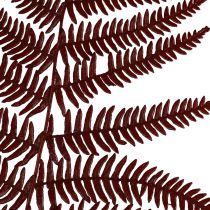 položky Papraď ozdobná papraď horská sušené listy vínovočervené 50cm 20ks