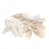 položky Deco slimáky biele, morský slimák prírodná dekorácia 2-5cm 1kg