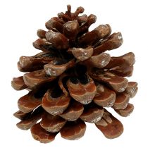 položky Pinus Pinea stredný 10/14cm prírodný 50b