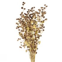 položky Dekorácia sušených kvetov ozdobné konáre Stefani konárik 95cm 200g