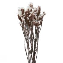 položky Plážový orgován biely limonium sušené kvety 60cm 35g