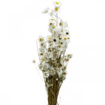 položky Sušené kvety Acroclinium Biele kvety suché kvetinárstvo 60g
