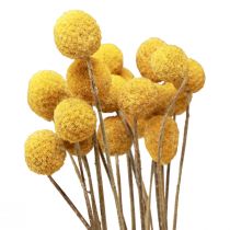 položky Sušené kvety Craspedia sušené, paličky žlté 50cm 20ks