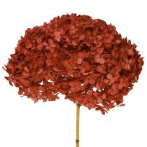 Hortenzia Konzervované sušené kvety červené Ø20cm L50–60cm