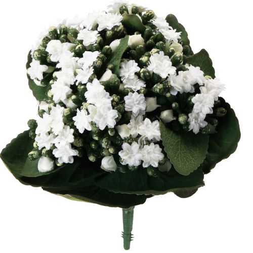 položky Umelá Kalanchoe Flaming Käthchen White 24cm