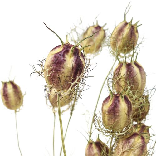 Floristik24 Nigella sušený kvet Jungfer im Grünen suché kvetinárstvo 24-45cm 20g