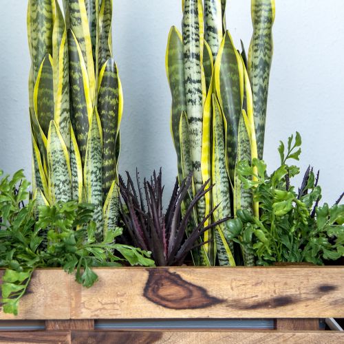 položky Aloe Vera umelá fialová 26cm