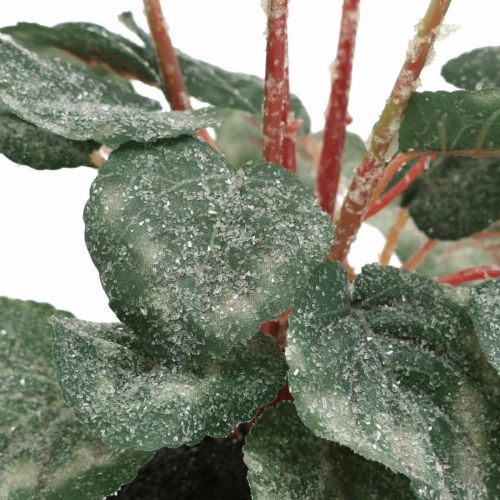 Floristik24 Cyklámen v krémovej farbe 28cm