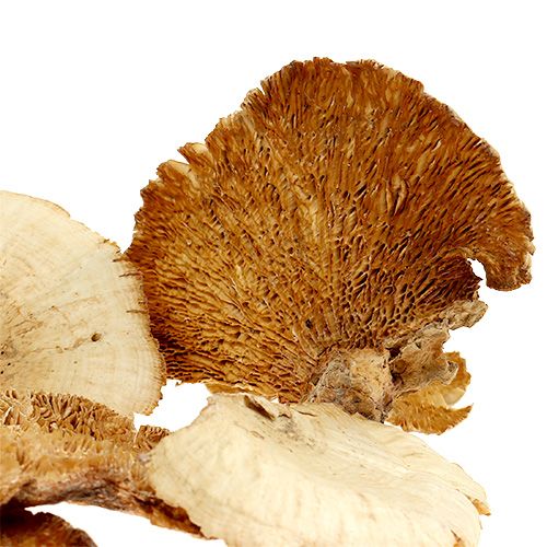 položky Stromová huba bielená 1kg