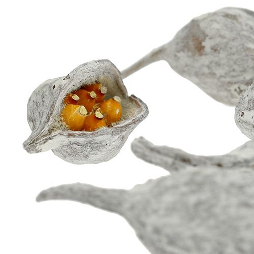 položky Brachyciton praný biely 500g