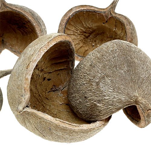 položky Oriešky Budha 8-10cm biele vyprané 10 ks