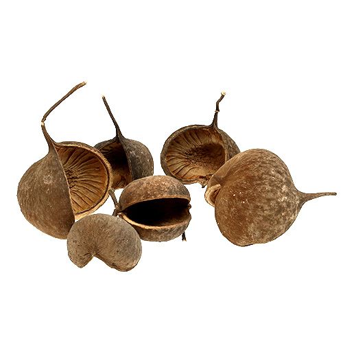 položky Buddha Nut Natural 15 ks