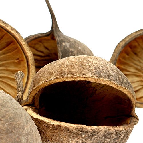 položky Buddha Nut Natural 15 ks