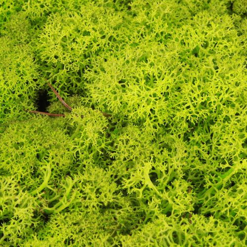 položky Deko mach svetlozelený sobí mach konzervovaný 400g