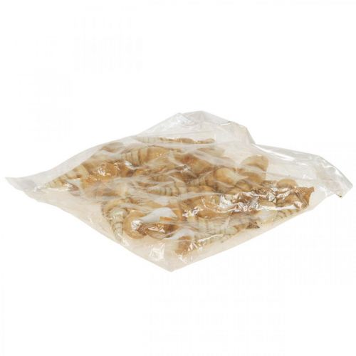 Floristik24 Deco ulita morského slimáka špicatá 1kg