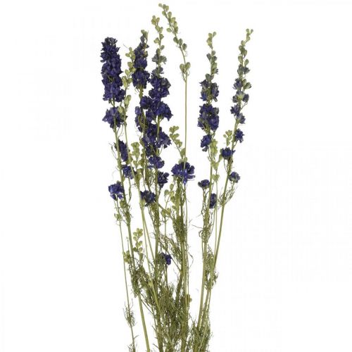 Floristik24 Delphinium sušené, suché kvetinárstvo, delphinium blue L64cm 25g