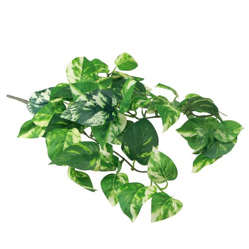 Floristik24 Rastlina brečtanu Pothos brečtan umelý zlatý úponok 50cm