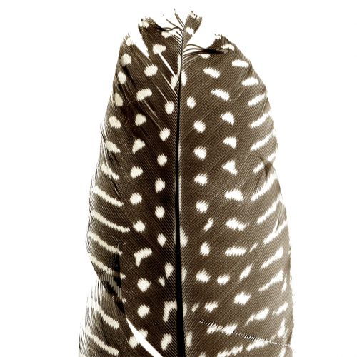 Floristik24 Perie prírodné 16cm - 20cm 8g