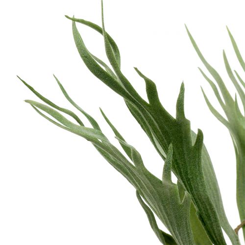 Floristik24 Papraď z parožia 40 cm