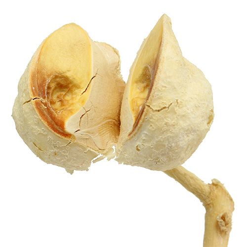 položky Hakea stredná 5-9 hláv na vetvu bielená 25 ks