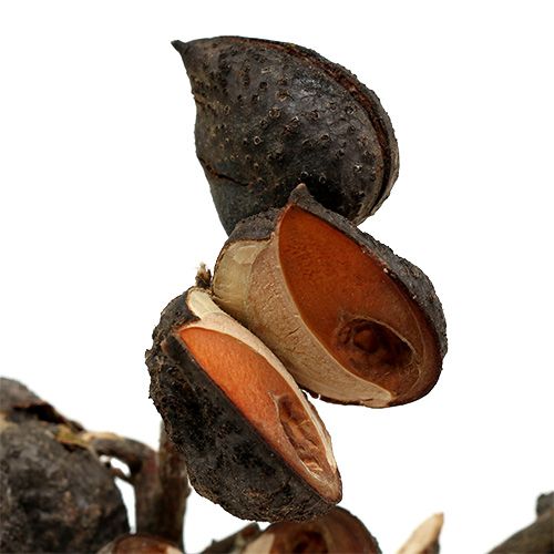 položky Hakea medium natural 5-9 hláv na vetvu 20 ks