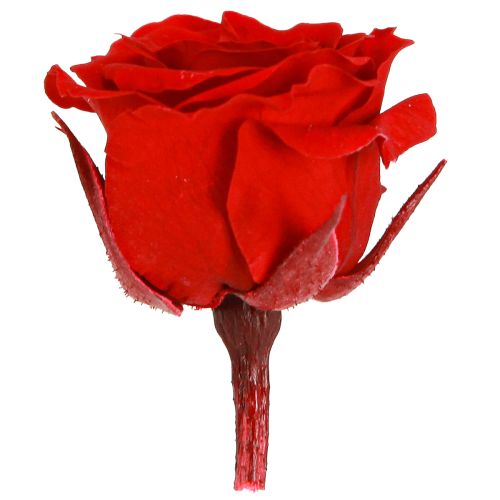 položky Infinity Roses Real Flowers Mini ružové hlávky červené Ø3cm 16 ks