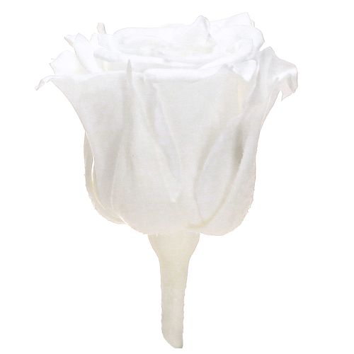 Floristik24 Infinity Roses Pravé ružové hlávky Mini ruže Biele Ø3cm 16 ks