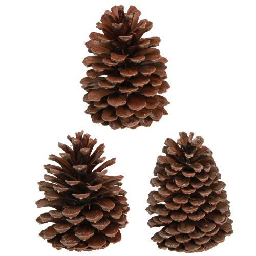 položky Šišky Pinus Maritima dekorácia z morských šišiek 12-13cm 3 ks