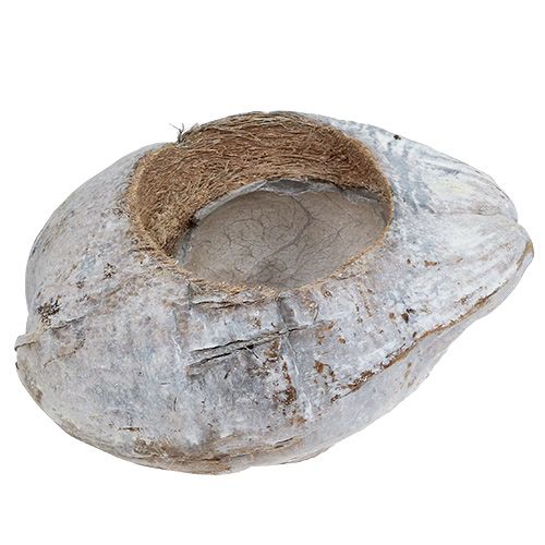 Floristik24 Kokos na výsadbu Biely 16cm x 22cm V14cm
