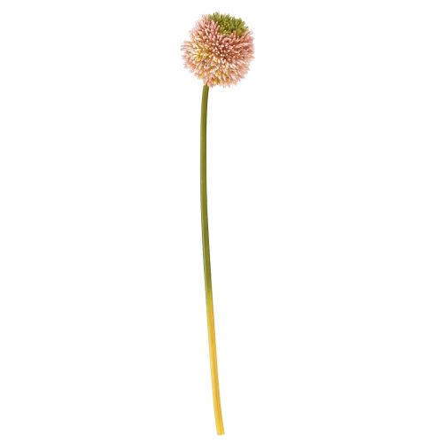 položky Umelý allium okrasný cesnak ružovo zelený Ø10cm L65cm