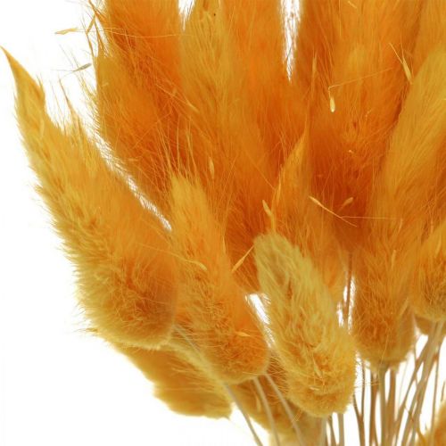 položky Lagurus Yellow Velvet Grass Rabbit Grass L40–55cm 25g