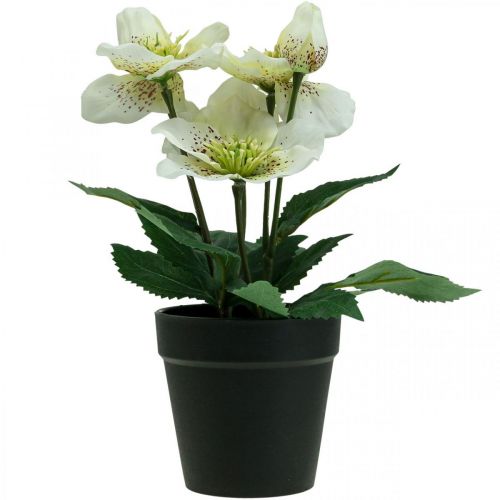 Floristik24 Pôstna ruža Hellebore Vianočný črepník ruže umelé kvety V25cm biela