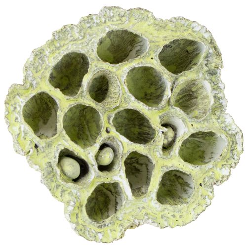 položky Lotosová banka mix zelená umývaná Ø6cm - 10cm 50 ks