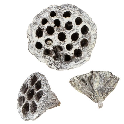 položky Dekoratívna fľaštička Lotos Natural Lotus, biela 6-8 cm, 50 ks