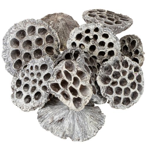 položky Dekoratívna fľaštička Lotos Natural Lotus, biela 6-8 cm, 50 ks