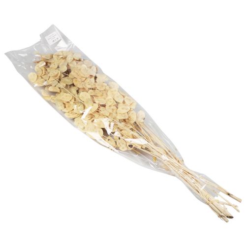 položky Lunaria Deco Moon Violet Strieborná listová sušená 90cm 100g