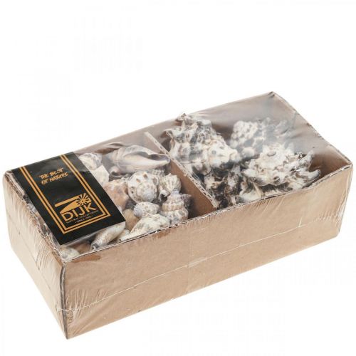 Floristik24 Námorné mušle Deco Slimák Deco Morský slimák 400g