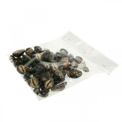 Floristik24 Cowrie shell deco nature námorná dekorácia morské slimáky 500g