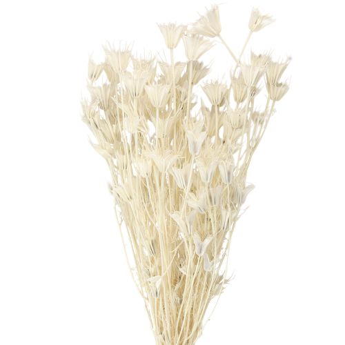 položky Sušené kvety Nigella Orientalis, čierna rasca, biela 50 cm 100 g