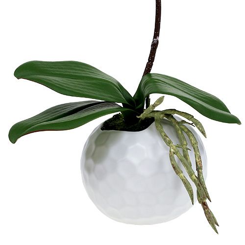 položky Ružová orchidea v keramickom kvetináči 31 cm