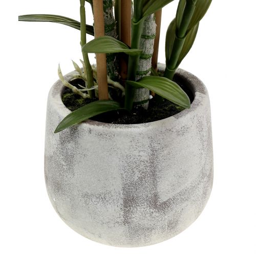 Floristik24 Orchidea v kvetináči fialová V55cm