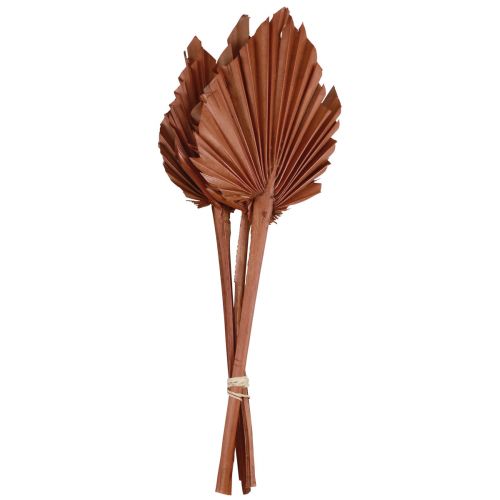 Floristik24 Palmspear palmové listy prírodná dekorácia hnedá 5-9×14cm L35cm 4 ks