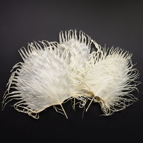 položky Palmové listy sušené dekoratívne bielené 45 cm 5 ks