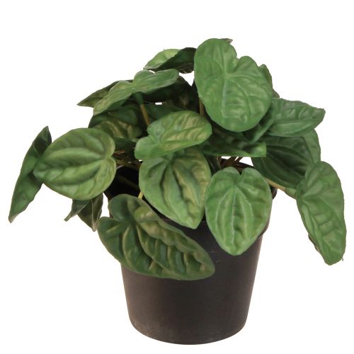 Peperomia Green Twist - Robustná, dekoratívna izbová rastlina v 20 cm kvetináči