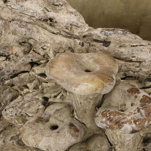 položky Kvetináč z liateho kameňa, kmeň stromu s hubami 36×18×12,5 cm