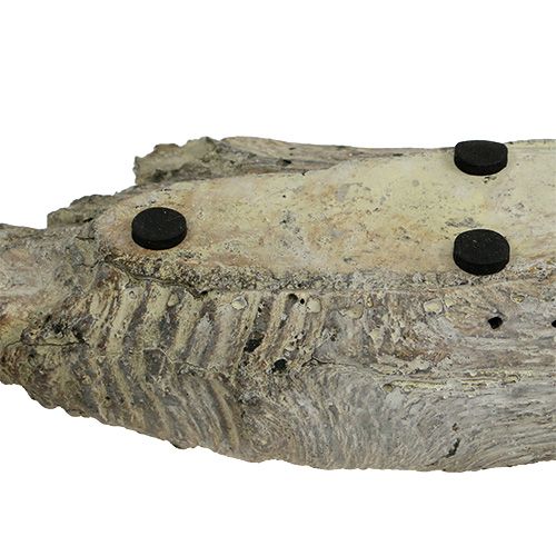 Floristik24 Miska na sadenie sukulentov 24,5 cm x 8,5 cm V5,5 cm