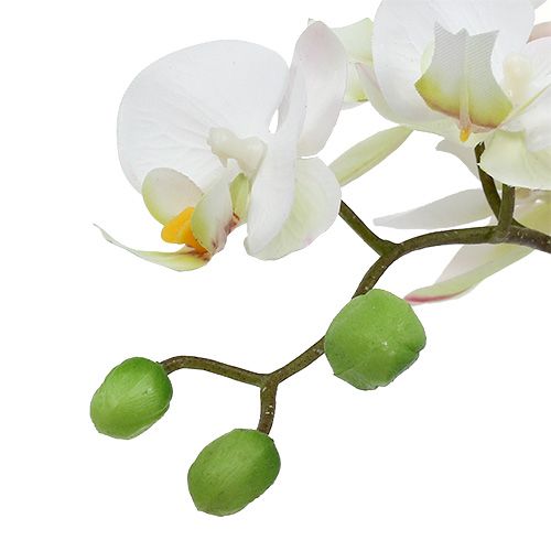 položky Krém Phalaenopsis v keramickom hrnci 33cm