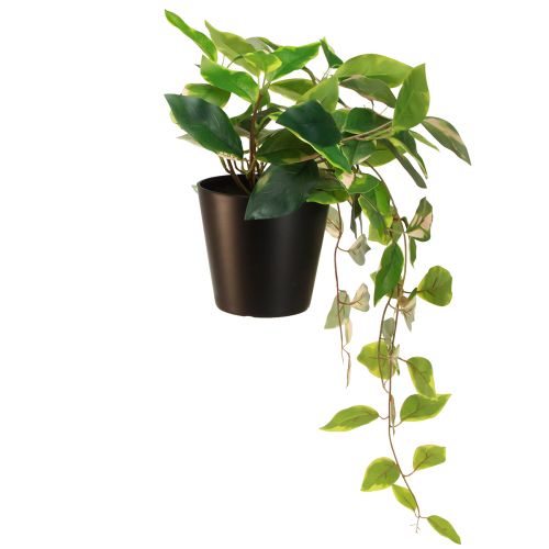 položky Filodendron Scindapsus s črepníkom, nenáročný na údržbu - ideálny do kancelárie a domácnosti 32cm